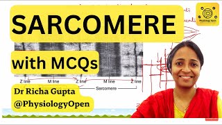 Structure of sarcomere physiology and proteins  muscle physiology mbbs 1st year [upl. by Danni]