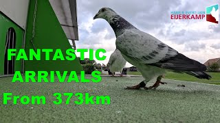 FANTASTIC Pigeon Arrivals from 373km [upl. by Jaala]