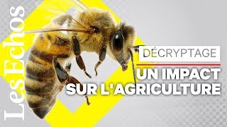 Le déclin des abeilles pourrait coûter cher [upl. by Khalil]