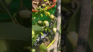 KPS nursery la வாங்கிய white நாவல் செம ரிசல்ட்  mohira gardening [upl. by Ttezzil]