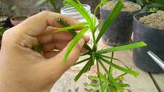 How to Grow Cyperus Plant From Cutting  Umbrella Palm Sun Loving Plant [upl. by Hterrag]