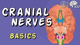 Cranial Nerve BASICS  The 12 cranial nerves and how to REMEMBER them [upl. by Nnyliak]