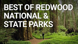 Top Things You NEED To Do In Redwood National Park California [upl. by Buffo817]