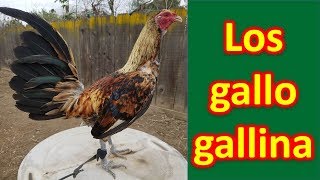 LOS GALLO GALLINA [upl. by Ariait]