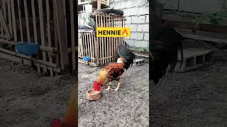 HENNIE❤️ Maganda na pogi ba🔥 youtubeshorts ayam backyard gamefowl [upl. by Mikal168]