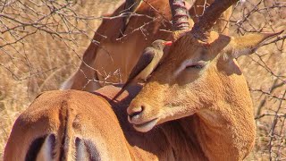 Symbiotic Relationship Oxpecker Cleaning Impala at Kruger National Park [upl. by Alenson]