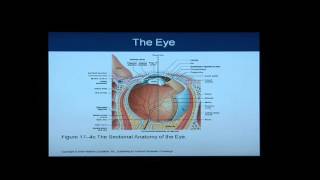 Anatomy and Physiology Help Chapter 17 Light OverviewFlythrough of Special Senses [upl. by Nyrac497]