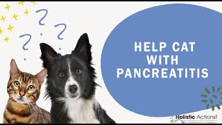 FAQ How can I help my cat with pancreatitis [upl. by Otreblif472]