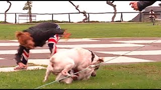 Violencia canina Dogo argentino ataca ferozmente a perro de raza pequeña [upl. by Eimor704]