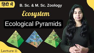 Ecological Pyramids  B Sc amp M Sc  Zoology [upl. by Gabrila]