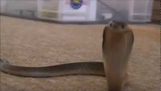 Spitting cobra spits at camera [upl. by Elvyn289]