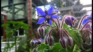 Borage and How I Use It [upl. by Trab103]