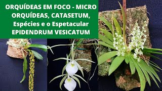 ORQUÍDEAS em foco  MICRO ORQUÍDEAS CATASETUM Espécies e o Espetacular EPIDENDRUM VESICATUM [upl. by Nelleh]