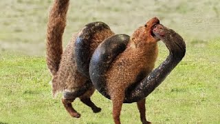 MONGOOSE Vs Black Mamba Mongoose  Snake Killer [upl. by Evilc617]