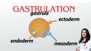 Gastrulation germ layer subOBG explanation by chandni maam [upl. by Hammer641]