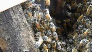 Honey Bees Festooning [upl. by Callum]