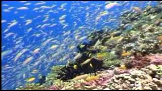 Seychellen Tauchen  Seychelles Diving powered by Reisefernsehencom  Reisevideo  travel video [upl. by Hartill76]