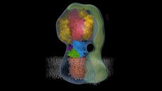 Molecular animation of ATP synthase [upl. by Aralc]