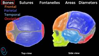 Fetal skull illustrated [upl. by Trilly22]