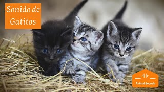 Sonidos de Gatitos Bebés Recién Nacidos Maullando 😸 Tiernos Llorando Llamando a su Mama 😸 [upl. by Gamali]