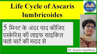 Life cycle of Ascaris lumbricoides Reproductive organs of Ascaris Development Pathogenesis Diag [upl. by Jecho995]