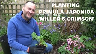 Planting Primula japonica Millers Crimson  Plants for Moist Soil  Growing Candelabra Primulas [upl. by Gascony]