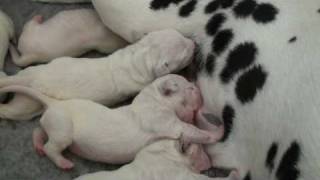 Dalmatian puppies 3 days old 2 [upl. by Zelig]