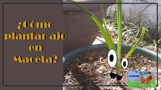 ¿Cómo plantar ajo en maceta [upl. by Keen856]