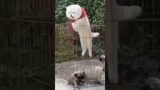 Brave Cat Escapes Puppy Playpen in a Bold Jump [upl. by Llenyr]