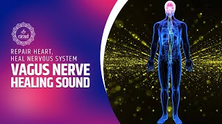 Vagus Nerve Healing Sound Frequency  Vagal Tone Frequency  Repair Heart Heal Nervous System [upl. by Akemat246]