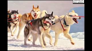 Types Of Husky Dogs Collection Of Pictures  Types Of Husky Dogs [upl. by Yentterb110]