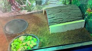 Baby Sulcata Tortoise Indoor Enclosure  Adults [upl. by Rramo]