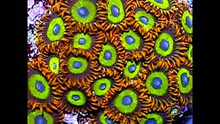 Zoanthids Fruit Loops  Zoanthus colony part 1 [upl. by Annaoi]