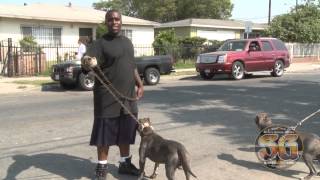 Gotti line and Rat Tail Blue line Pit Bulls in MOB Piru turf in Compton [upl. by Lemrej117]