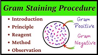 Gram Staining Procedure [upl. by Drahser]