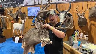 Dixie Deer Classic 2023  Live Mounting Whitetail Deer  Taxidermy [upl. by Apilef]