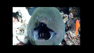 Moray Eels second jaw [upl. by Pricilla]