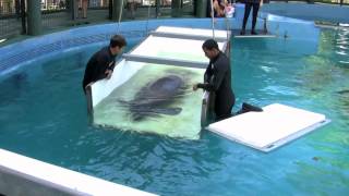 Manatee Shuffle  Cincinnati Zoo [upl. by Etnovert]