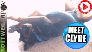 Funny Rottweiler Rolling Around  Silly Dog [upl. by Arvy206]