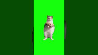 Cat Dances to EDM  Green Screen COPYRIGHT FREE shorts catmemes cat catlover relatable [upl. by Delinda578]