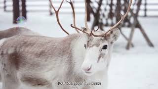 10 MindBlowing Facts You Didnt Know About Reindeer  ReindeerFacts [upl. by Neved]