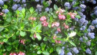 Escallonia amp Ceanothus Blooming on Salt Spring Island part 1 [upl. by Bobette567]