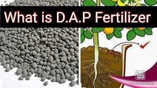 What is DAP Fertilizer And How to Use DAP in Plants  Hindi [upl. by Llenram]