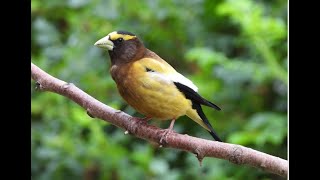 Feeding Frenzy  Evening Grosbeak  Raw Footage  grosbeak autumnvibes ravenous [upl. by Heinrik479]