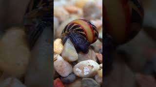 Nerite Snail  the friendly algaeeating machine freshwatersnails neritesnail aquascapes [upl. by Aicats887]