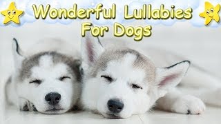 Lullabies For Husky Puppies ♫ Calm Relax Your Dog ♥ Sleep Music For Animals Dog Music [upl. by Pelaga489]