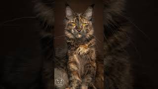 Maine Coon cats [upl. by Eniliuqcaj]