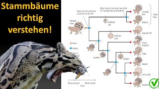 Kladistik Tutorial 2 Wie interpretiere ich einen Stammbaum Kladogramm [upl. by Ahsiekrats530]