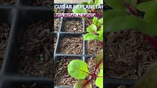 SEMBRAR EN SEMILLERO DE FORMA ESCALONADA huertaecologica plantas huertaorganica [upl. by Yvel]