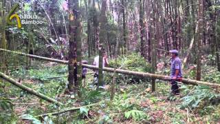 Guadua Bamboo Harvest and Treatment Process [upl. by Nnaihs138]